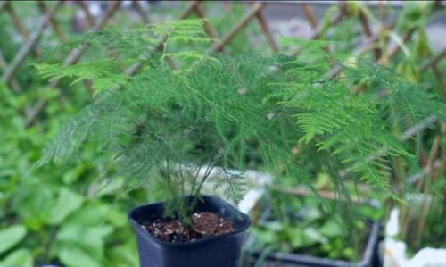 日历与温度，哪个才是播种的指南？