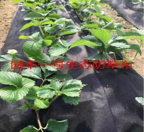 使用除草剂的小贴士