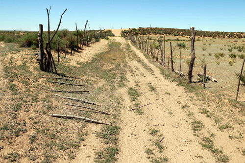沙漠变绿洲的奇迹：榆林治沙种草全攻略揭秘