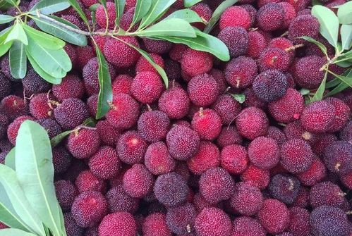 血泪教训：沈阳播种失败， 立夏再种却大丰收