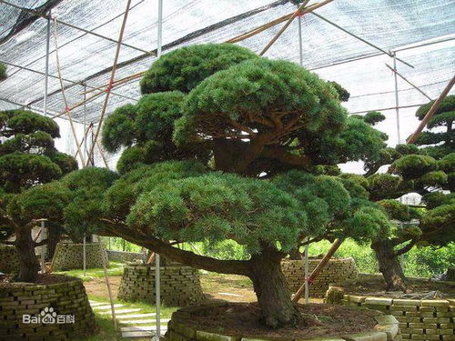 黑松树的价格，你了解多少？