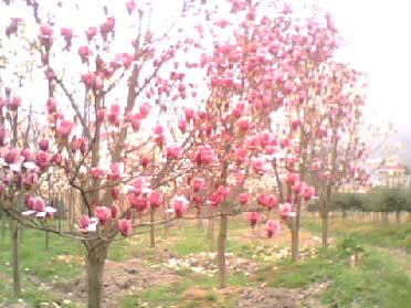 主要刺吸式害虫大盘点