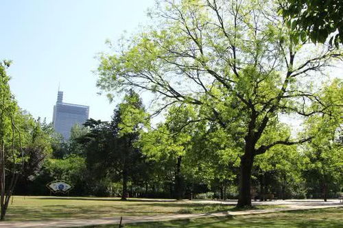 绿树成荫的乔木们