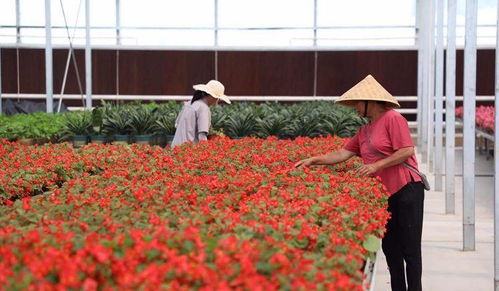 涪城创新“三沼”技术 提升花卉种植效率与生态效益