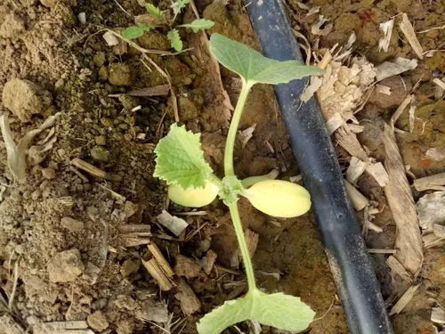 猝倒型病害，幼苗的噩梦