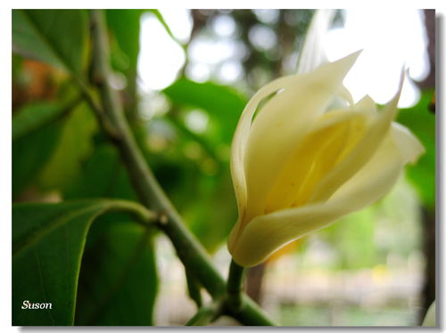 玉兰种子种植的黄金时机