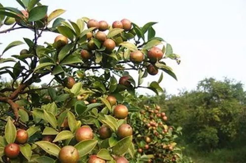 油茶籽采摘的最佳时间是什么时候？掌握采摘技巧对产量有影响吗