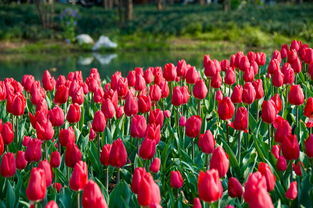 南方四月，花盛开