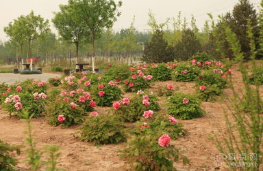 为什么这个公园里种的花这么繁多呢？