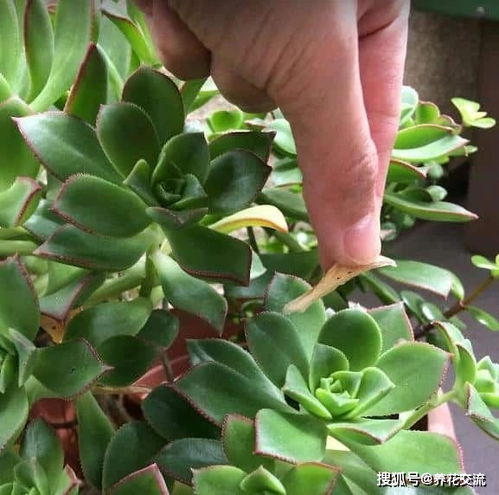 平安使用杀虫剂