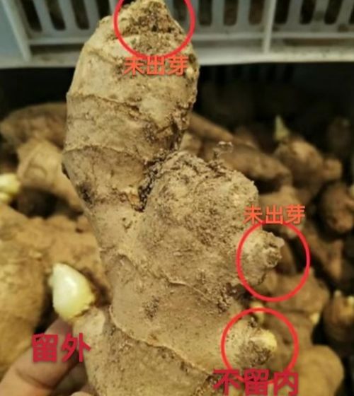 种植生姜的盈利空间大吗？市场需求稳定吗
