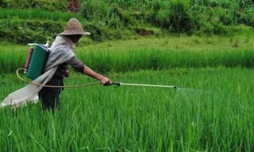 喷施叶面肥， 浇水稀释，多种方法减轻药害