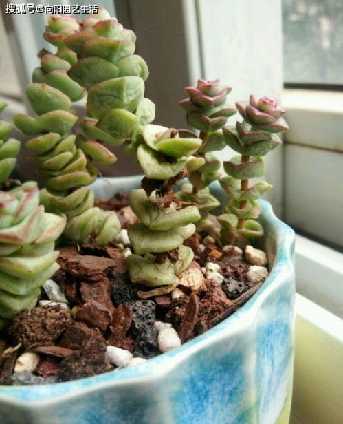 钱串种植入门， 从了解它开始