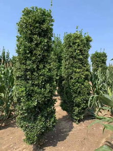 海桐球的价格与选购