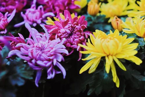 “还来就菊花”双：还来就菊花