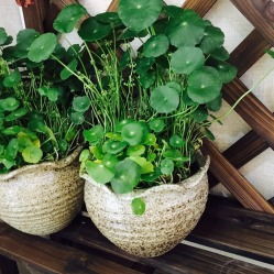 气候条件对上海淑女月季的影响