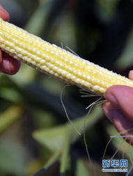 玉米最佳种植时间与方法步骤图解，如何根据当地气候选择合适种植期
