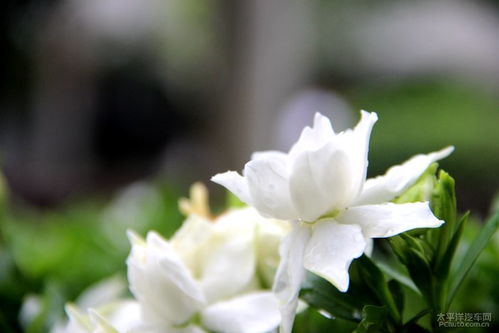 栀子花，那抹清新的绿意
