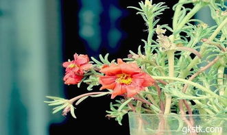 牡丹吊兰水培的奥秘，你了解多少？