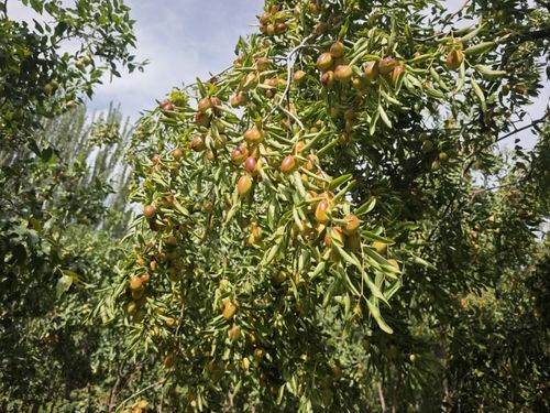 枣树病虫害防治的农药使用探讨