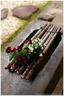 柏树：历经沧桑的见证者