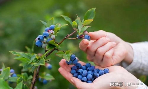 盆栽蓝莓种植，需了解其生长习性