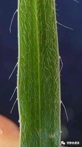 风滚草是什么植物？它的食用价值如何