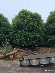 苗木市场：稳步上升，未来三年趋势展望