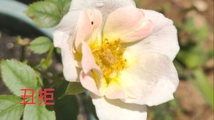 春意盎然花海如梦