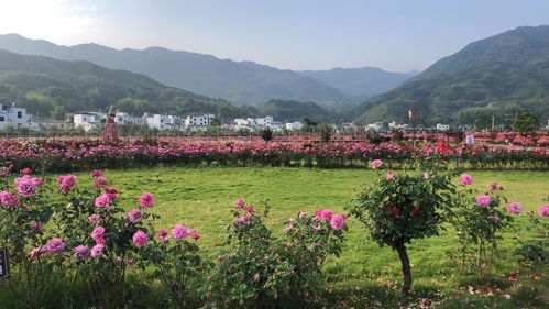 美丽乡村，四季花海