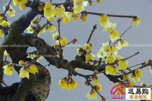 为什么不嫩直接嫁接？