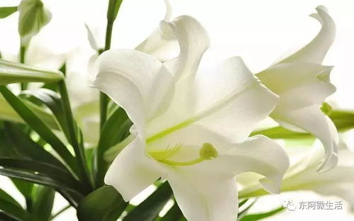 香气背后的秘密