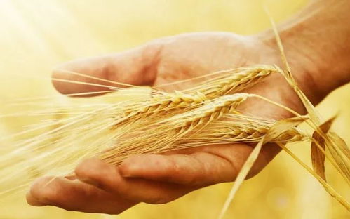 工具选择：剪刀还是锯子？