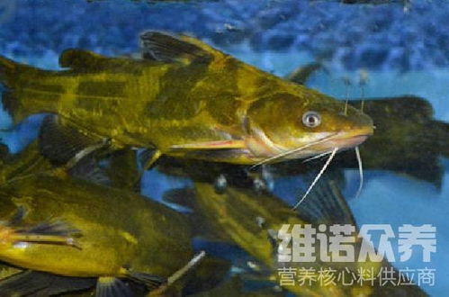 冬天黄骨鱼是否应该停止喂食安迟饲料？