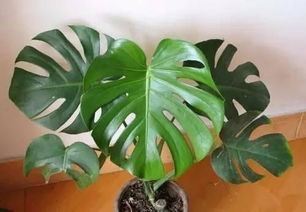 龟背竹病害防治：百菌清与多菌灵的选择