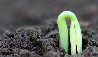 移栽要选好地方