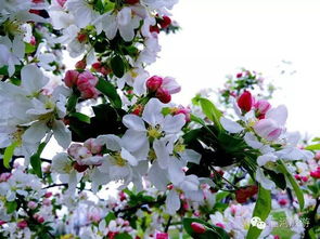 12月份南方开花品种揭秘