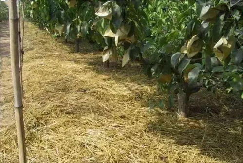 打除草剂， 这事儿得kan啥草啥树