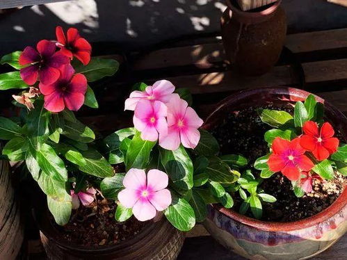 快速开花植物大盘点