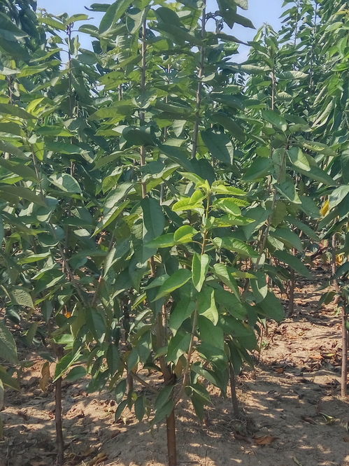 黑龙江的极限操作：9月1日播种+地膜覆盖