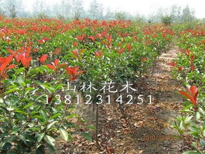 选购红叶石楠，注意事项多