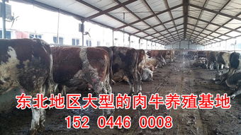 肉牛养殖成本高，涉及饲料、人工、防疫等多方面投入