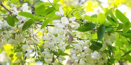 刺槐的刺，直还是弯？