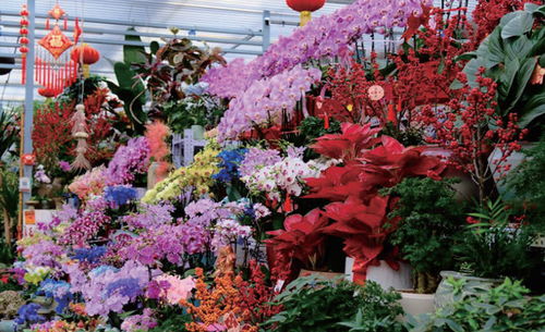 花卉市场营业时间规定探秘