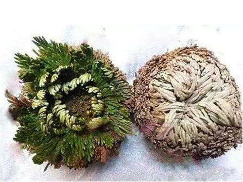 卷柏的养护小技巧，让你轻松养好它！