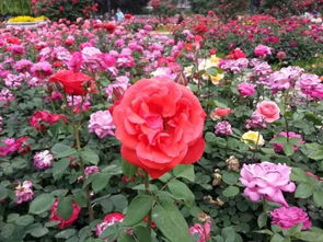 月季花海， 南阳城的骄傲