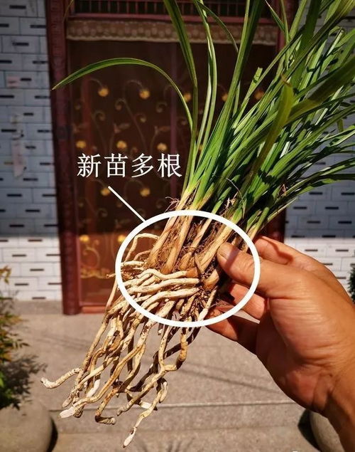 秋天种兰花子， 要选对时机