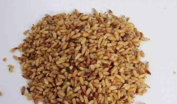 催芽方法大盘点：种药小白也Neng轻松上手