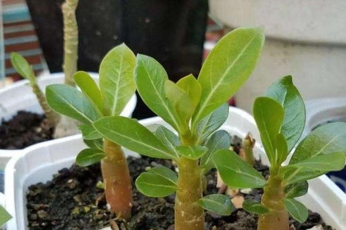 枝叶萎蔫？那是渴了