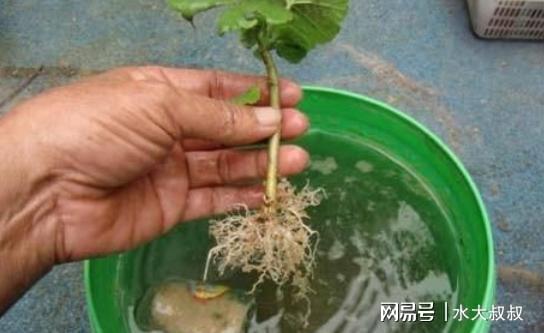 也门铁快速水培生根，如何操作更高效
